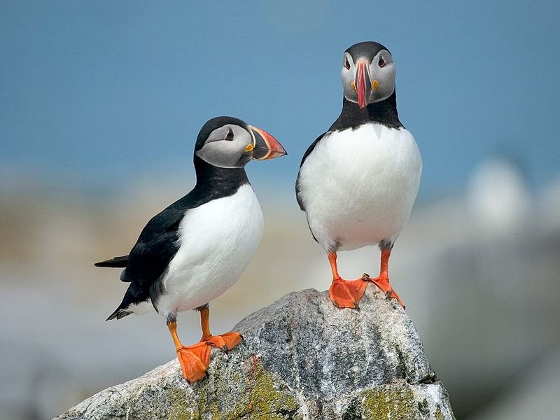 How the adorable Atlantic puffin came back from near extinction