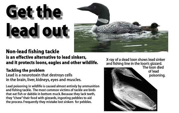 GEORGE SMITH: Sad story of loon that died from preventable lead poisoning