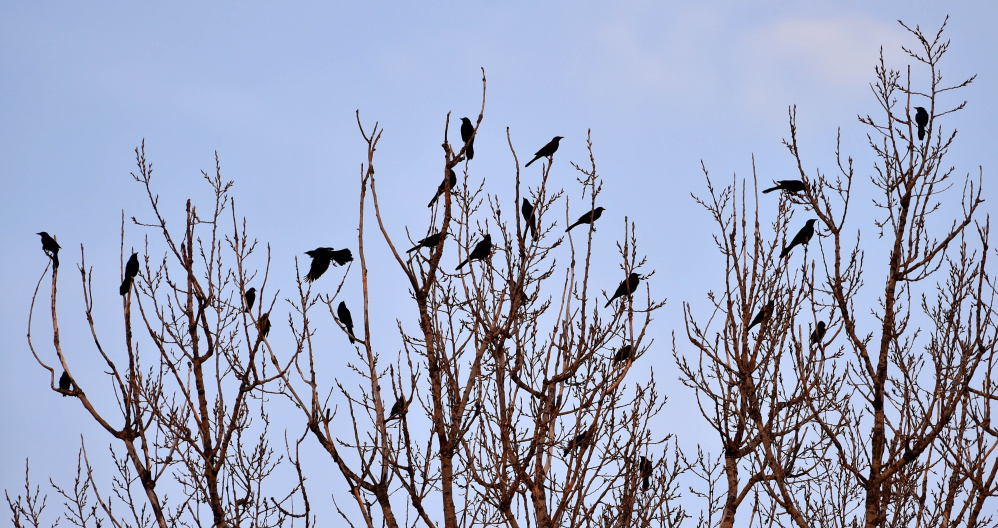 Winter crow swarm in Waterville a spectacle of nature