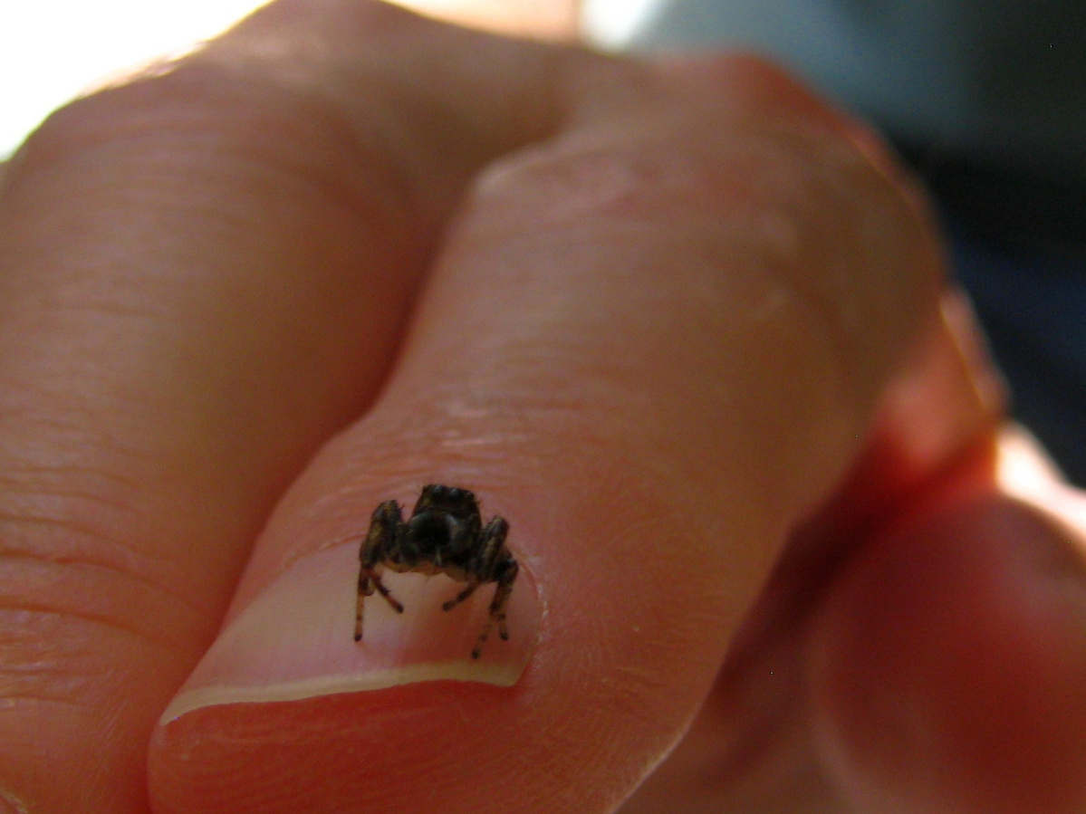 worlds smallest spider