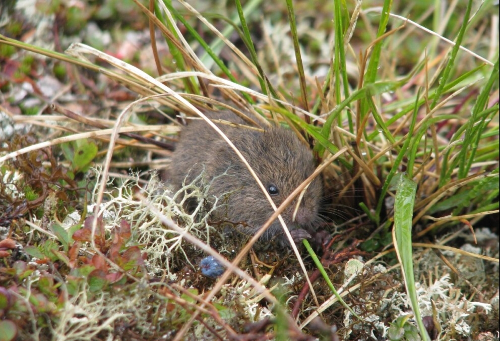 Southern Bog Lemming (Mammals of Wisconsin) · iNaturalist