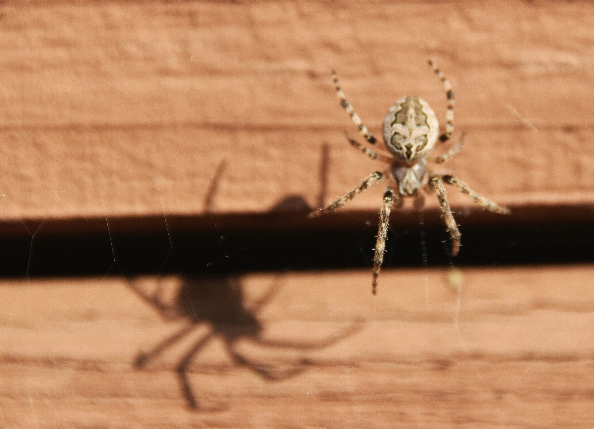 Tangled in a Web: Learn About Spiders
