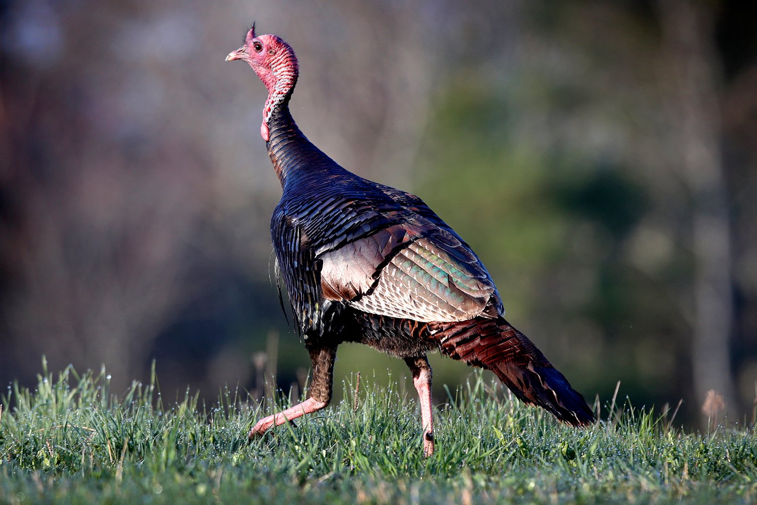 Hunting Call into question your ability to lure a turkey photo