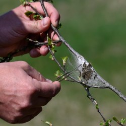 All Natural Brown Tail Moth Spray Relief 