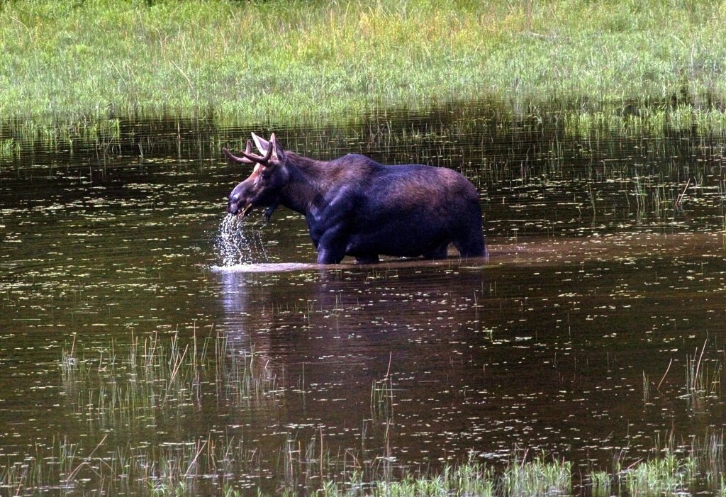 Click here for Maine moose lottery results for 2023