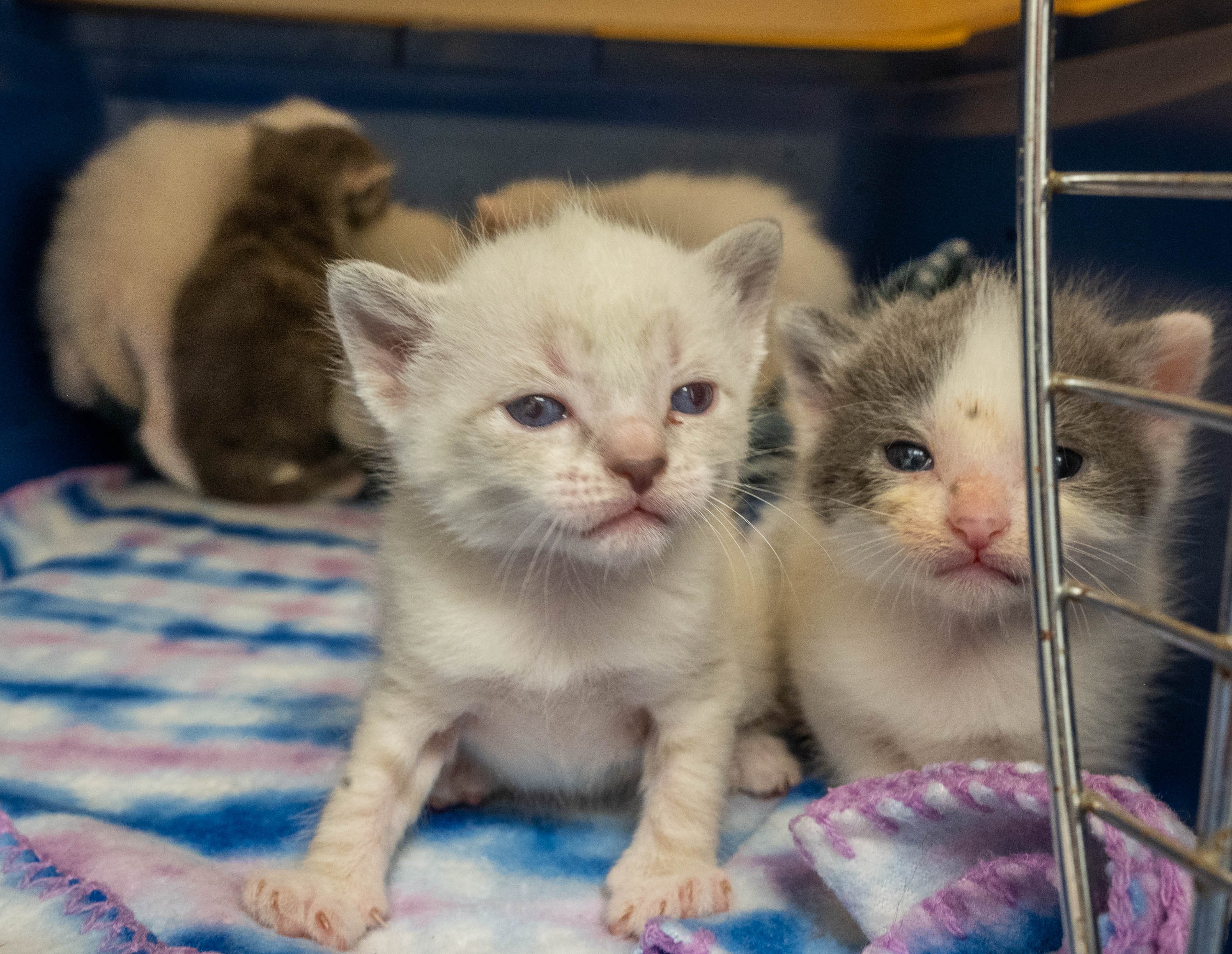 Maine rescue leaders say it's raining cats and cats, with shelters full and colonies growing