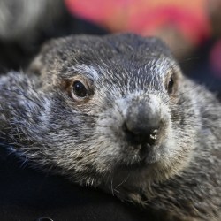 Punxsutawney Phil Groundhog Babies