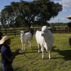 Brazil Cash Cow