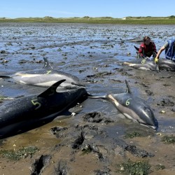 Stranded Dolphins