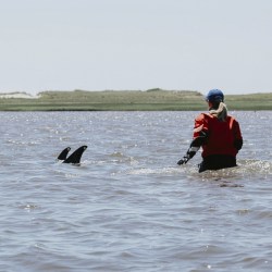 Stranded Dolphins