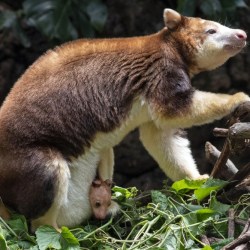 Tree Kangaroo Bronx Zoo